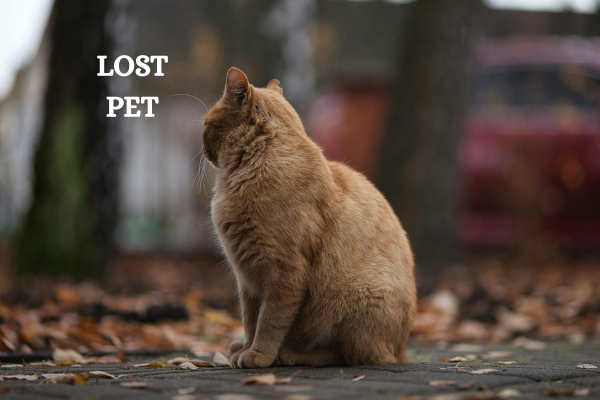 When Pets Go Missing: How AI Is Making Happy Reunions Possible When pets go missing
