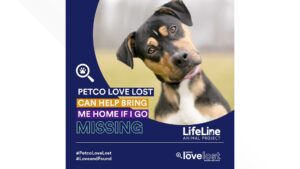 % When Pets Go Missing: How AI Is Making Happy Reunions Possible